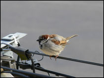 Moineau (mâle)-Passer domesticus-Vire (14) 26/04/06