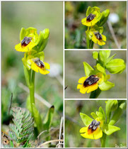 Ophrys lutea Senas (13) Le 08042019