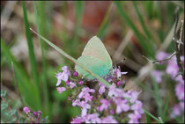 Técla de la ronce -Callophrys rubi- Gigors (26) 12/05/2010