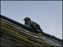 Etourneau-Sturnus vulgaris Vire (14) 09/04/2006