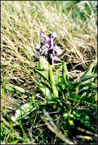 Anacamptis longicornu St Geniès des Mourgues (34) 09/03/2003