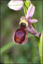 Ophrys catalaunica St Louis et Parahou (11) Le : 19-05-2009