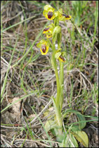 Ophrys lutea Bugarach (11) Le : 19-05-2009