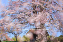 三春町　七草木の天神桜