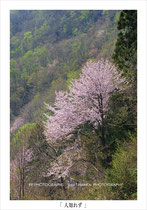 フォトコン 2011年3月号 テーマ【桜】 入選