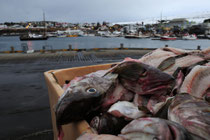 Husavik, Iceland