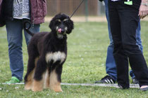 Gazouni on her first show, nearly 6 month old