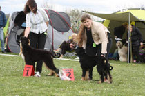 Gazouni on her first show, nearly 6 month old