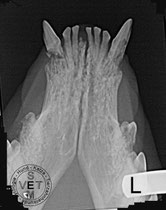 Zahnresorption (FORL)