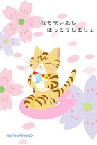 桜花猫