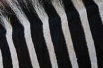 Zebra (Zirkus Knie) - Bern   2009
