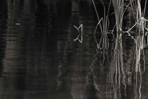 Wolgastsee, Usedom, Deutschland 2017