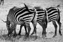 Zebrastreifen, Foto Bert Harzer