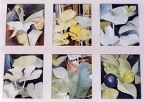 222  //  "Alles ist Blatt - grün", 6 Stck.  //  1999  //  Aquarell  //  75x96cm