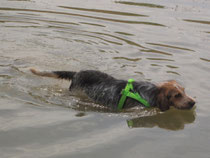 Gordon, ständig im Wasser!