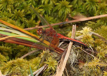 Gefleckte Heidelibelle, Sympetrum flaveolum, adultes Männchen in der Seitenansicht (1).