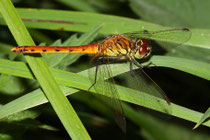 Sumpf-Heidelibelle, Sympetrum depressiusculum, junges Männchen, Seitenansicht.