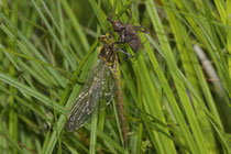 Die Tiere schlüpfen synchron und tief versteckt in der Vegetation.