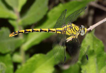 Westliche Zangenlibelle, Onychogomphus forcipatus unguiculatus, erwachsenes Weibchen (2).