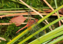 Gefleckte Heidelibelle, Sympetrum flaveolum, adultes Männchen in der Seitenansicht (2).