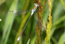 Gemeine Binsenjungfer, Lestes sponsa, junges Männchen.