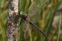 Alpen-Smaragdlibelle, Somatochlora alpestris, erwachsenes Männchen (4)