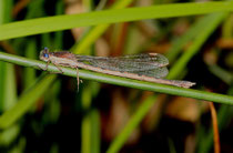 Gemeine Winterlibelle, Sympecma fusca, altes Weibchen. Beachte die in der oberen Hälfte blau gefärbten Augen.