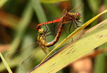 Sumpf-Heidelibelle, Sympetrum depressiusculum, Kopula (2).