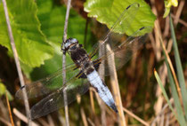 Spitzenfleck, Libellula fulva, verpaartes Männchen (2).