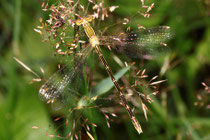 Südliche Binsenjungfer, Lestes barbarus, reifendes Weibchen.