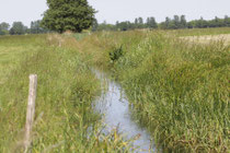 Helm - Azurjungfer, Coenagrion mercuriale, Lebensraum (1).