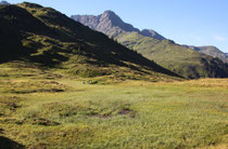 Lebensraum der Alpen-Smaraglibelle, Somatochlora alpestris,  (1)