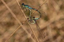 Paarungsrad der Mond-Azurjungfer, Coenagrion lunulatum