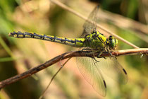 Grüne Flussjungfer, Ophiogomphus cecilia, erwachsenes Weibchen (2).