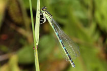 Vogel - Azurjungfer, Coenagrion ornatum, ein Weibchen in der grünen Variante.