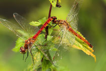 Sumpf-Heidelibelle, Sympetrum depressiusculum, Tandem am Schlafplatz (1).