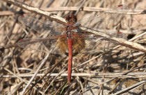 Gefleckte Heidelibelle, Sympetrum flaveolum, adultes Männchen in der Draufsicht (1).