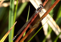 Fledermaus - Azurjungfer, Coenagrion pulchellum, junges Weibchen.