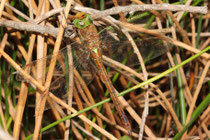 Keilfleck-Mosaikjungfer, Aeshna isoceles, erwachsenes Weibchen (2).
