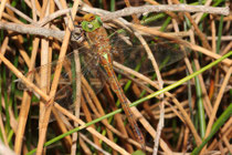 Keilfleck-Mosaikjungfer, Aeshna isoceles, erwachsenes Weibchen (2).