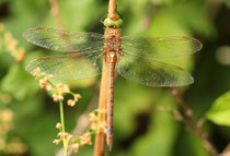 Keilfleck-Mosaikjungfer, Aeshna isoceles, erwachsenes Weibchen (3).