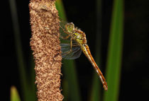 Große Heidelibelle, Sympetrum striolatum, heranreifendes Weibchen.