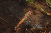 Gemeine Heidelibelle, Sympetrum vulgatum, einzelnes Weibchen bei der Eiablage (2).