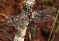 Alpen-Smaragdlibelle, Somatochlora alpestris, erwachsenes Männchen (1)