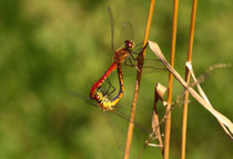 Sumpf-Heidelibelle, Sympetrum depressiusculum, Kopula (1).