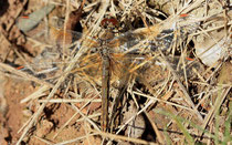 Gefleckte Heidelibelle, Sympetrum flaveolum, adultes Weibchen (1).