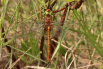 Keilfleck-Mosaikjungfer, Aeshna isoceles, erwachsenes Männchen (1).