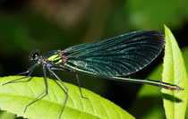 Blauflügel-Prachtlibelle, Calopteryx virgo, adultes Männchen (2).