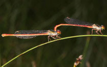 Späte Adonislibelle, Ceriagrion tenellum, Pärchen inTandemformation.