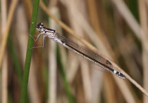 Hauben - Azurjungfer, Coenagrion armatum, junges Weibchen (1).